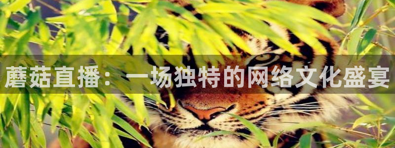 玩球直播官网nba直播：蘑菇直播：一场独特的网络文化盛宴